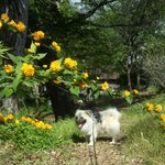 [개깊은빡침] 강아지가 산에 꽃구경가면 경찰부를만한 일??