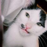<b>베네</b>틱트 컴버배치 고양이