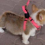 [코코<b>모카</b>] 코코 <b>모카</b> 크림이#2