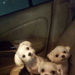 [강아지] 패션리더 말티즈뿌꾸