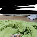 이 고양이 종 아는사람?! <b>분양</b> 받을까?