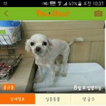 [강아지] 샵에서 <b>사지</b>말고 보호소에서 입양합시다