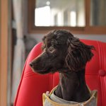 <b>혁이</b>/푸들/남아(중성화완료)/2살/3.8kg 가족이 되어주세요!