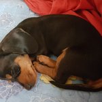 [강아지] 아기강아지 월이예요~!