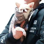 반려<b>동물</b>에 영혼 빼앗긴 아이돌