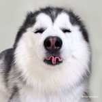 세상 긍정의 <b>끝판</b>왕 허스키