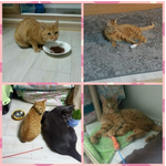 어느날 갑자기 길바닥으로 버려졌어요..ㅠㅠ