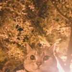 [고양이] 산책하는 나의 <b>아미</b>짱5