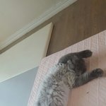 [고양이] 477일째 <b>육아</b>육묘