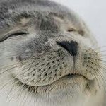 <b>스누피</b> ㅅㅂ 혀과 저또ㅓ없네