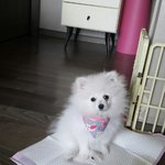 6개월 애기<b>나무</b>