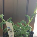 요정들이 사는 숲속에나 있을 <b>식물</b>들