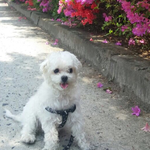 [무지개다리] 캔과 육포를 먹은 후 강아지 네마리가 아프고 한마리가...