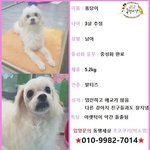 [강아지] 안락사를 기다리던 말티즈 퐁당이