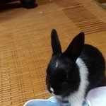 4살 까망이 성장기:<b>D</b>