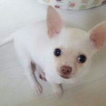 크림단모치와와 콩이