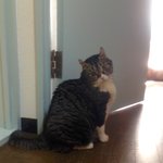 [퐁타네] 나나 이제 주사 안 맞아요