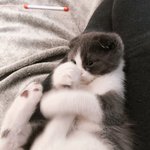 [고양이] 고양이 요가 하는거 함 보실<b>라우</b>?