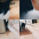 캣초딩 코<b>복이</b>를 소개합니다:D 4