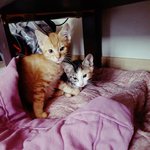 [냥냥이] (냥이들/<b>유키</b>와쿠키 이야기 한달전과후./