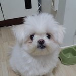 [꼭조언부탁] <<추가 글 수정>> 강아지가 물어서 때려버린 남자친구