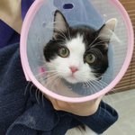 [댓글부탁해] <b>장발</b>에서 단발된애들아