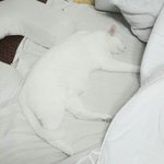 [드루와] 후 자지말라는 <b>신의</b> 계시인가