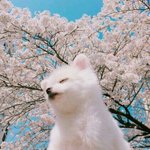 [댓글부탁해] <b>이마</b> 좁은데 시스루뱅 하면