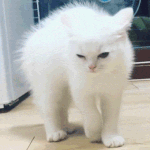 나 진짜 궁금한데 추반 좀 해줘!0!