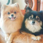 [강아지] 우리집 아가들, <b>포</b><b>메</b> 두마리