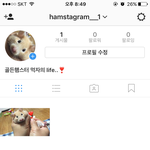 [댓글<b>부탁</b>해] 얘들아 <b>햄</b>스타그램 하는데 보러와줘