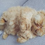 ㄴ이 위로 글쓰는사람 의문의 반대<b>폭탄</b>먹음