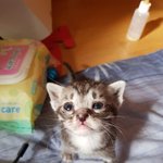 [고양이] 새로 구조한 젖먹이냥 쿵이에용(귀여움주의,<b>심장</b>주의)
