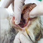 [고양이] 점박이 현황과 희망이 <b>입원</b>