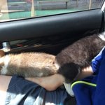 [코코모카] 코코 모카 크림이#3