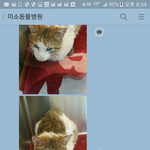 [고양이] 희망이의 구내염 수술을 위해 여러분의 사랑을 기다립니다...