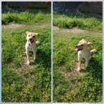 [강아지] 장애견 마린이가 해외입양을 갑니다