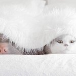 샤페이와 <b>절친</b>인 고양이