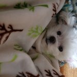 [강아지] 꼬맹이의 신나는 하루하루 2