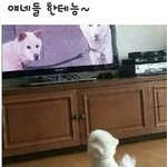 [EXO] 강아지 키우는 애들부럽다...
