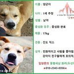 [강아지] 온가족이 개장수에게 팔려갈 운명이였던 양군양순이