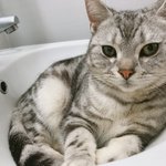 [고양이] <b>사랑</b>하는 나의 <b>아미</b>짱6