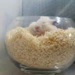 [조언부탁해] ㅅㅈㅁㅂ)<b>모의</b>고사성적VS내신성적 뭐가더잘나와?