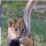 [콜로라도] 아기<b>동물</b>들의 공통된 습관.JPG