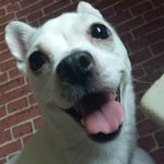 우리집 <b>난이</b>를 소개합니다!