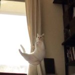[댓글부탁해] <b>폰게임</b> 공유하자 ㅠㅠ