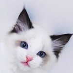 ❤️ 넘나 이쁜 우리<b>집</b> 랙<b>돌</b> 아기고양이들 ^-^* ❤️