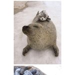 [콜로라도] <b>먹이</b>를 만나 즐거운 물개.jpg