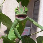 동물들의 숨겨진 <b>NG컷</b> 모음