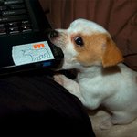 행복을 주는 <b>멍뭉이</b> 모음